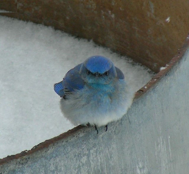 Photos - Mountain Bluebird - Sialia currucoides - Birds of the World