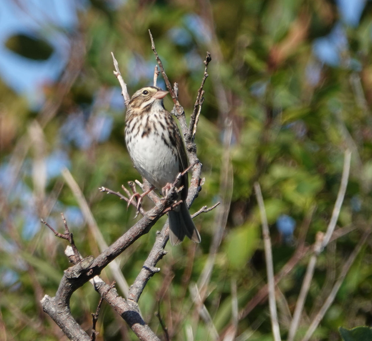 Savannah Sparrow - ML114934611