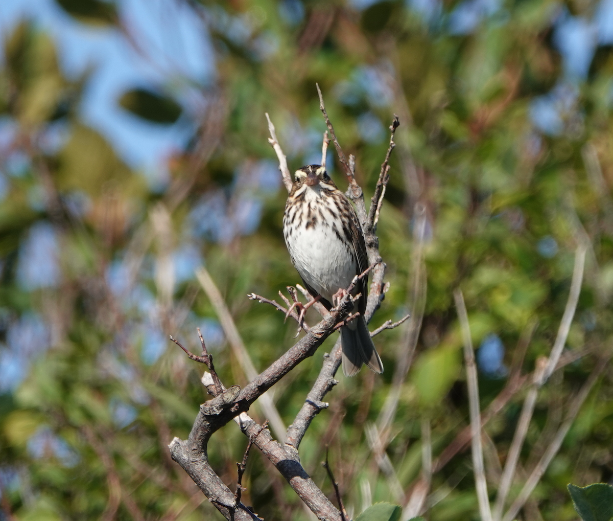 Savannah Sparrow - ML114934631