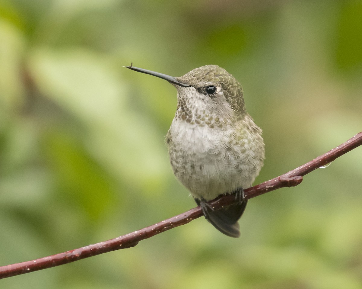 Anna's Hummingbird - ML114935121