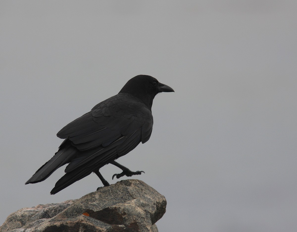 American Crow - Guy Poisson