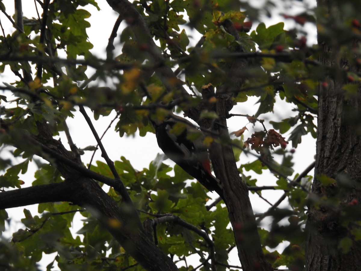 Great Spotted Woodpecker - Ken Crawley