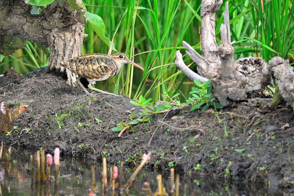 Greater Painted-Snipe - Weber Tsai