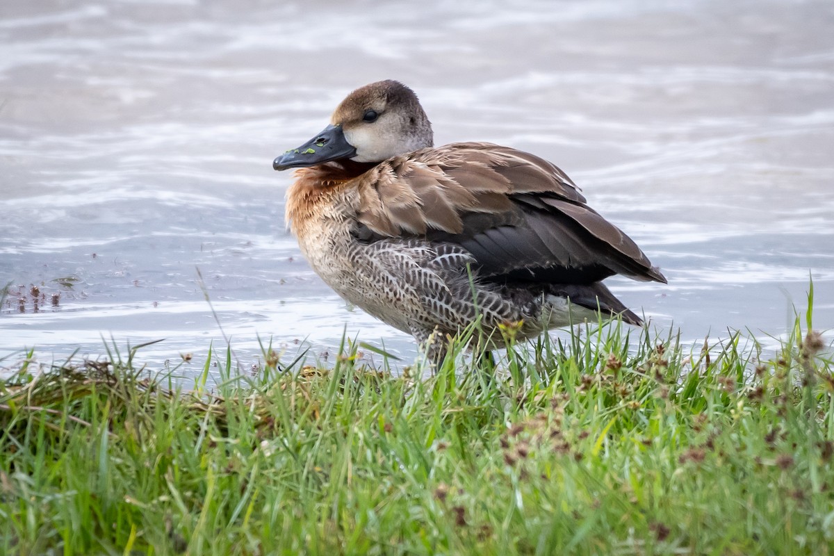 Fulvous Whistling-Duck - James Hoagland