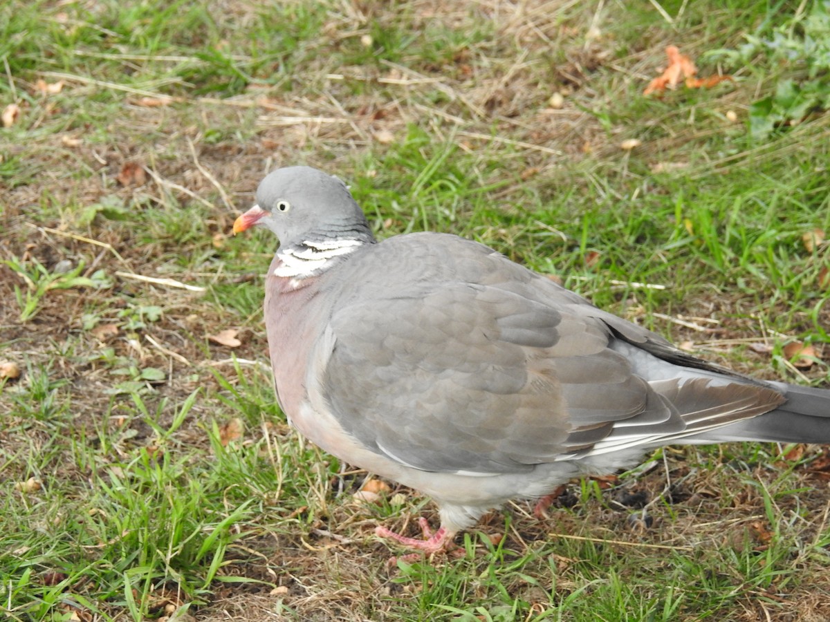 Common Wood-Pigeon - ML114936801