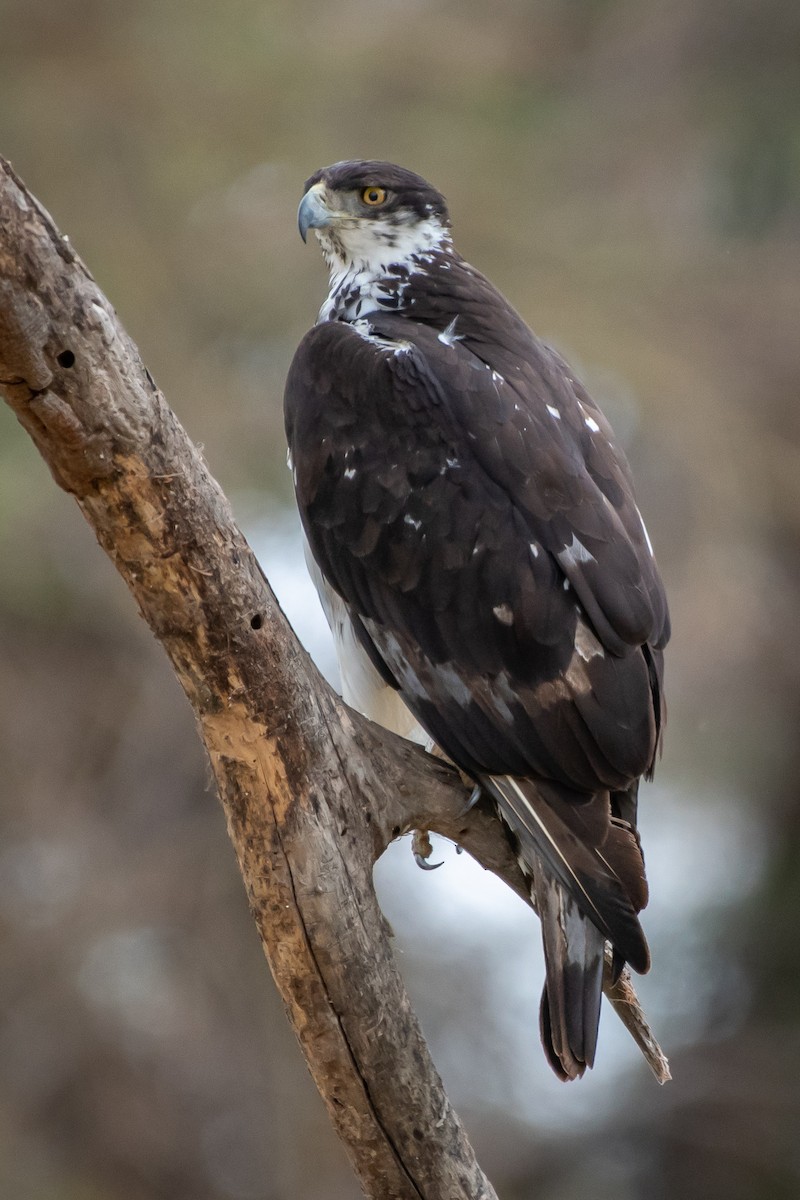 African Hawk-Eagle - James Hoagland