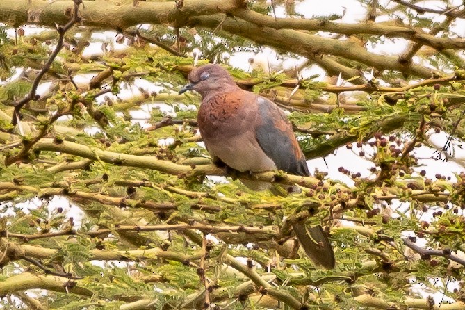Laughing Dove - James Hoagland