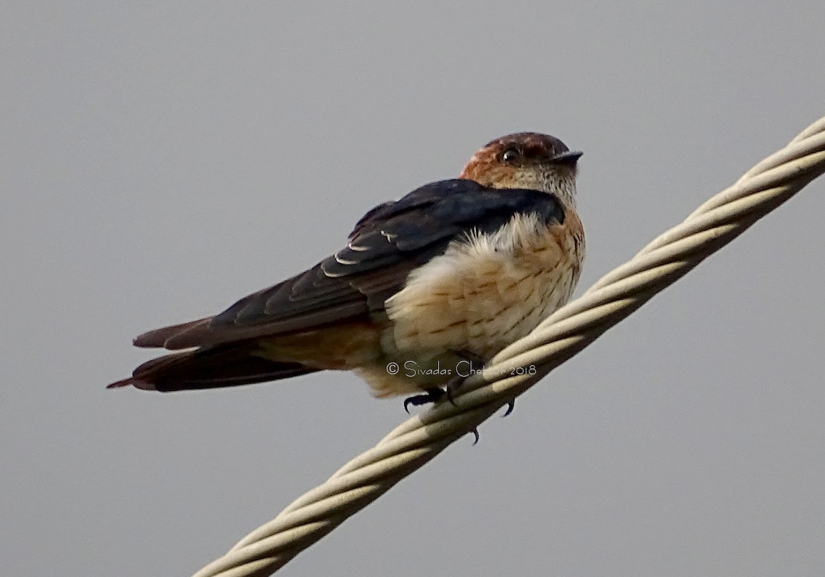 Red-rumped Swallow - ML114938721