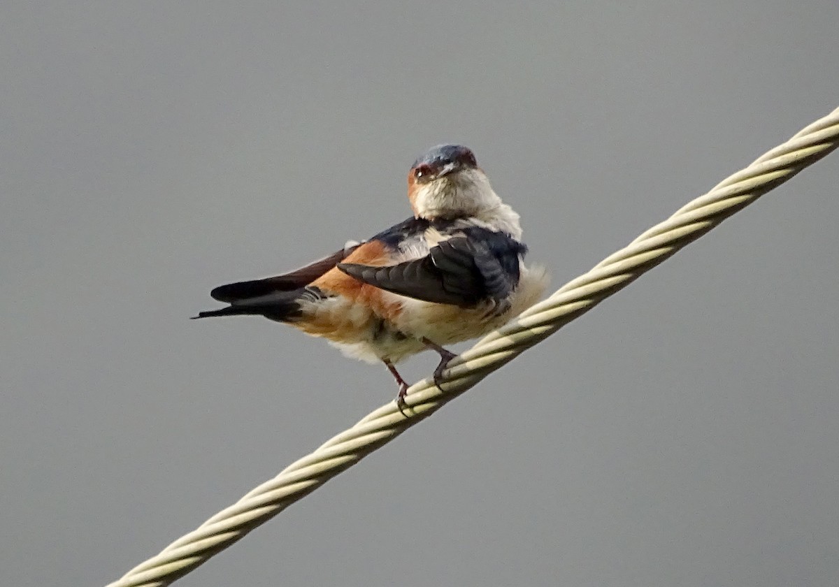 Red-rumped Swallow - ML114938781