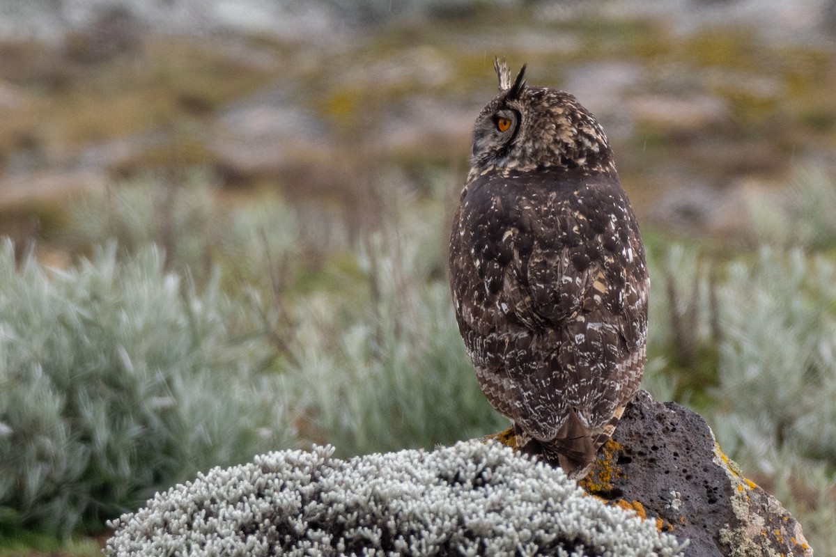 Cape Eagle-Owl (Northern) - ML114942411