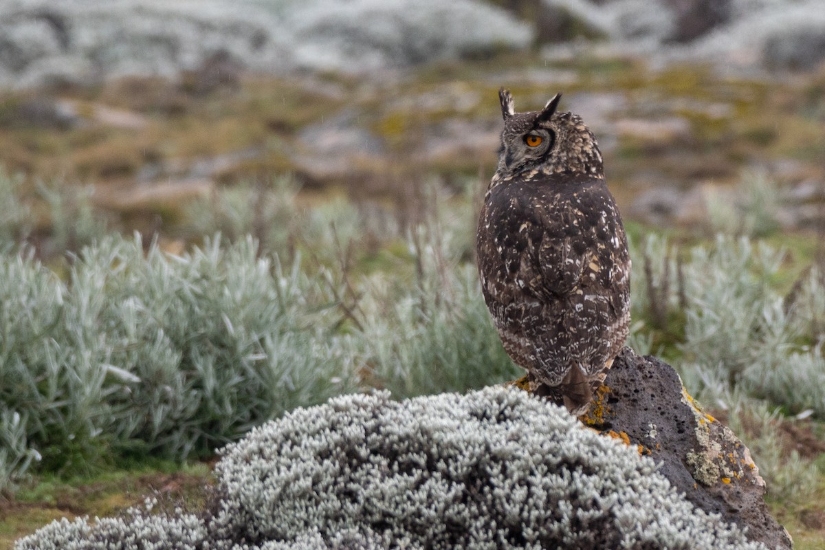 Cape Eagle-Owl (Northern) - Ana Paula Oxom
