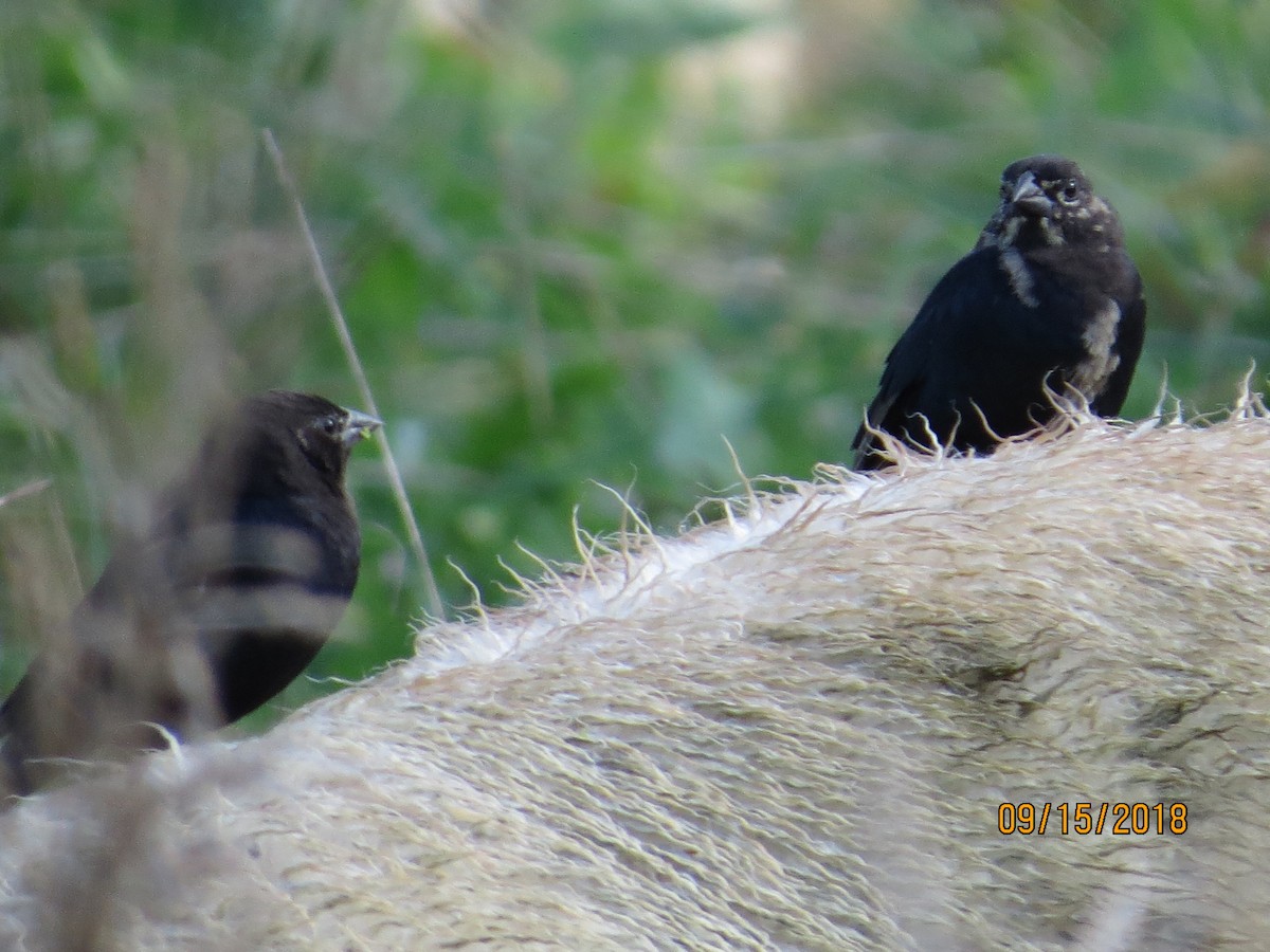 Brown-headed Cowbird - valerie heemstra