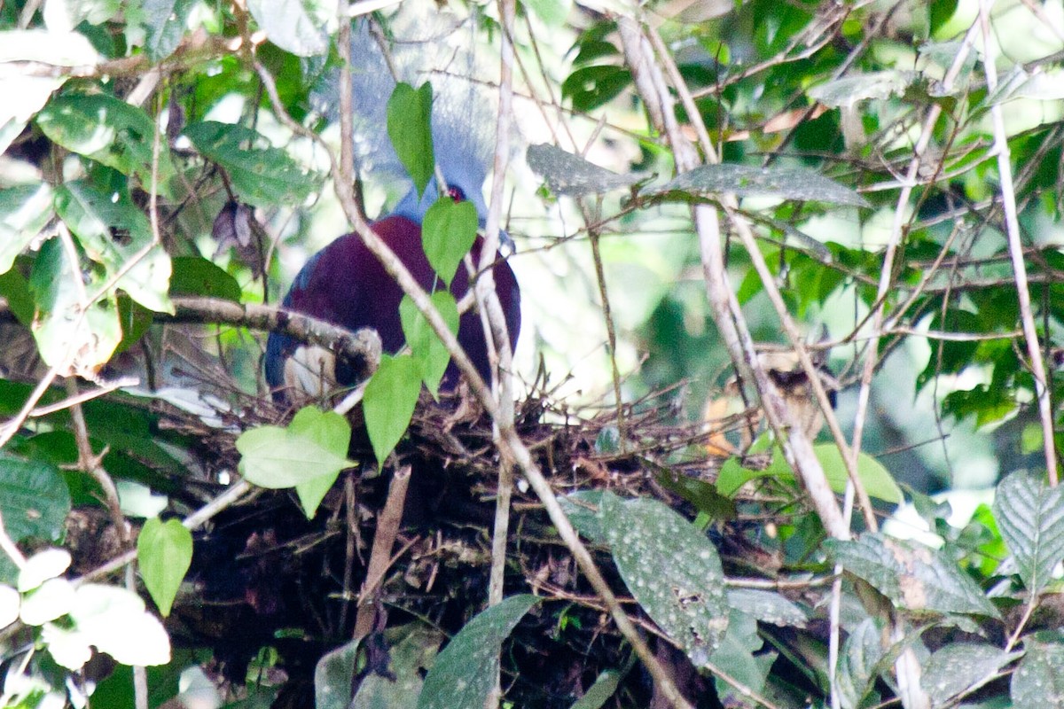 Sclater's Crowned-Pigeon - ML114949421