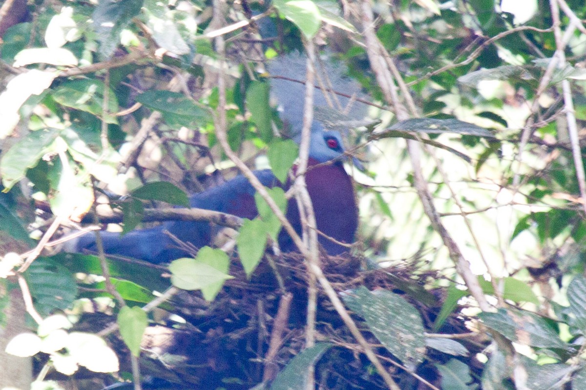 Sclater's Crowned-Pigeon - ML114949511