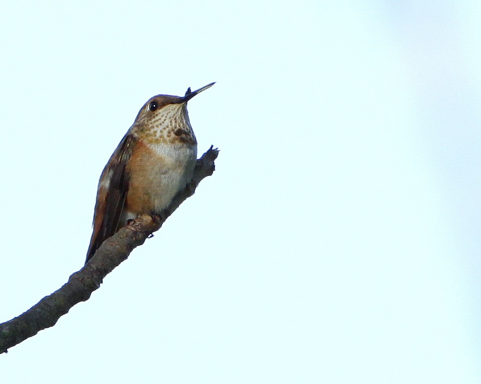 Rufous Hummingbird - Linda  Fell