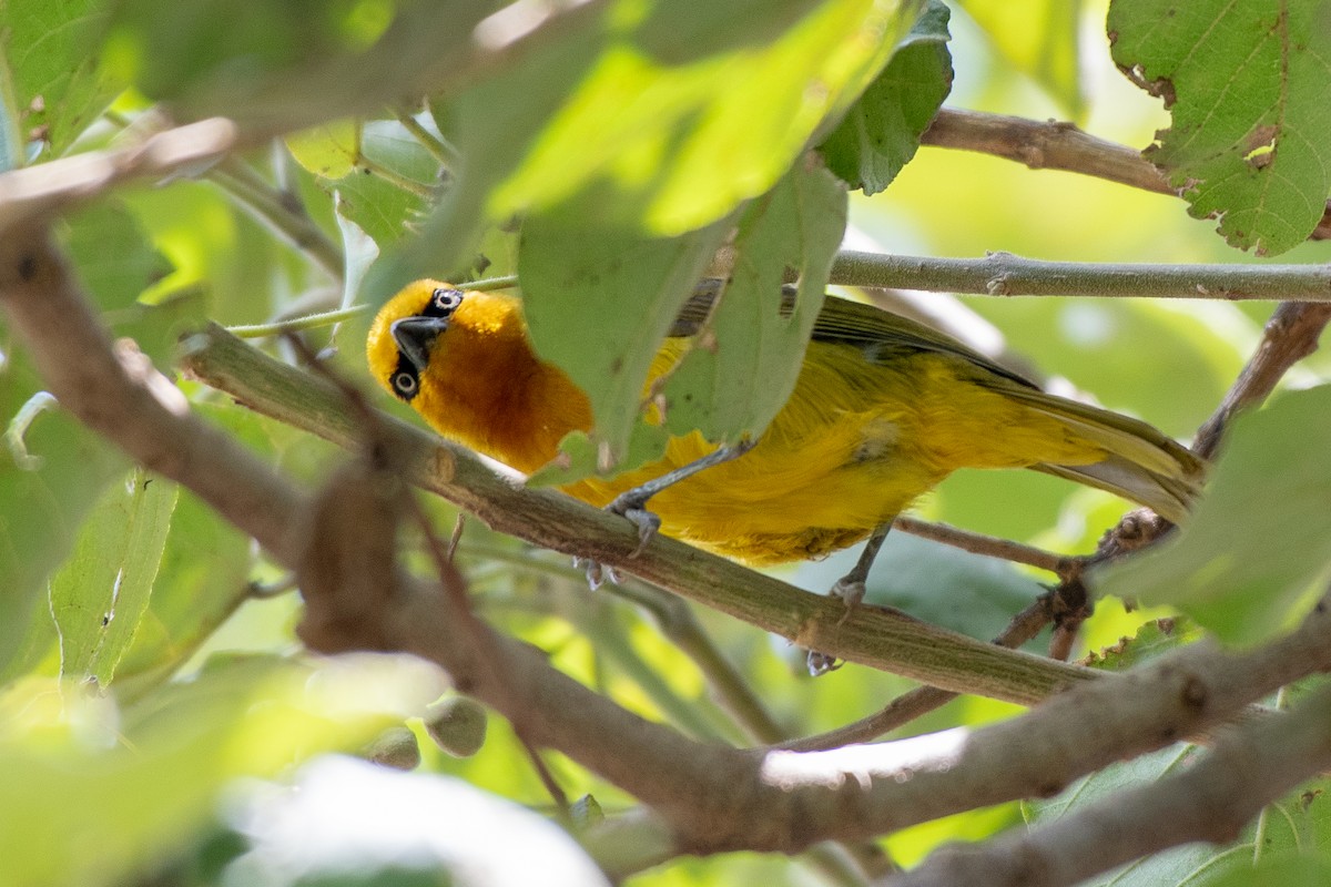 Spectacled Weaver (Yellow-throated) - ML114950791