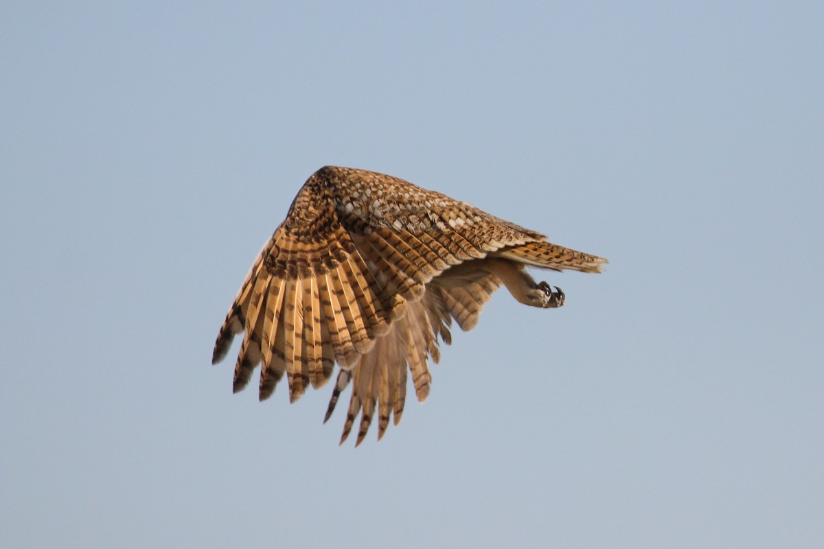 Pharaoh Eagle-Owl - ML114952361