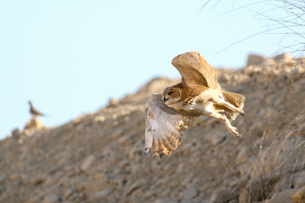 Pharaoh Eagle-Owl - ML114952971