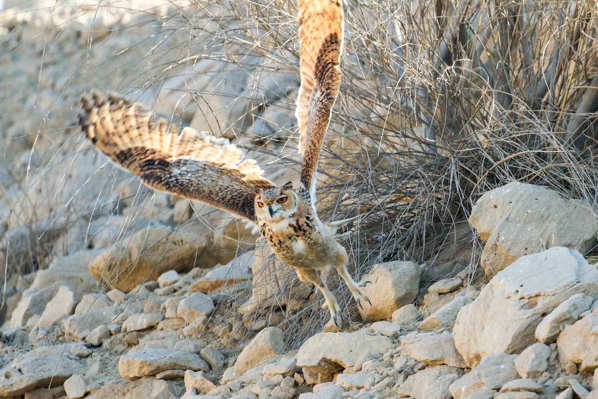 Pharaoh Eagle-Owl - ML114953621