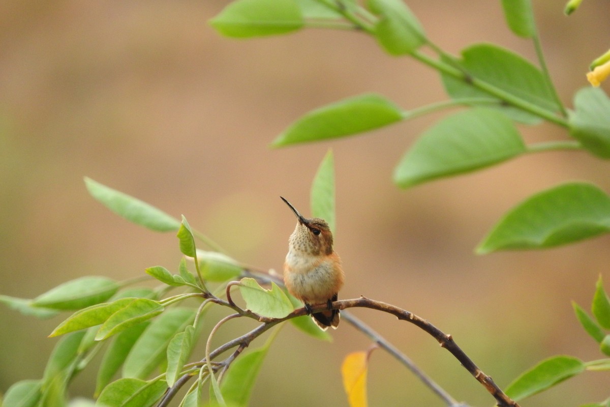 Allen's Hummingbird - ML114955371