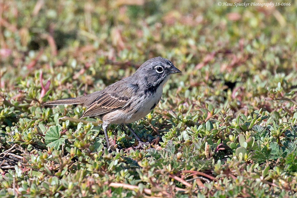 Bell's Sparrow - ML114956231