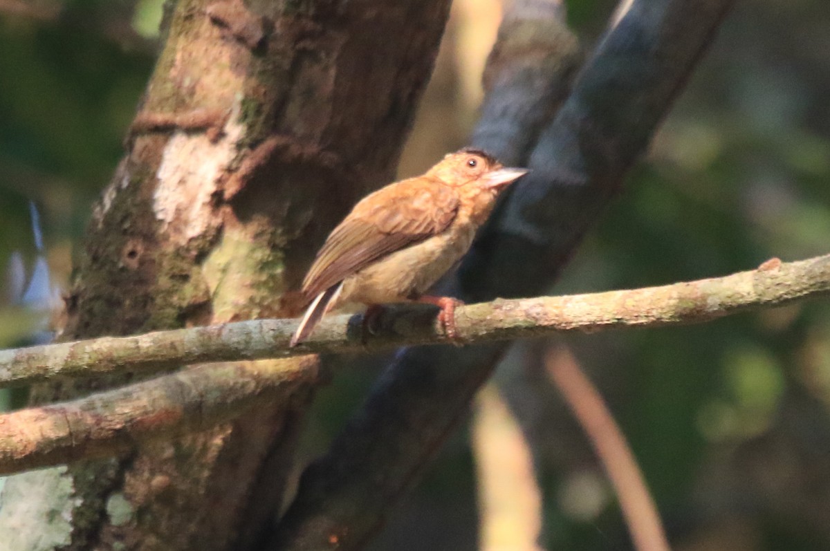 Rusty-necked Piculet - ML114956651