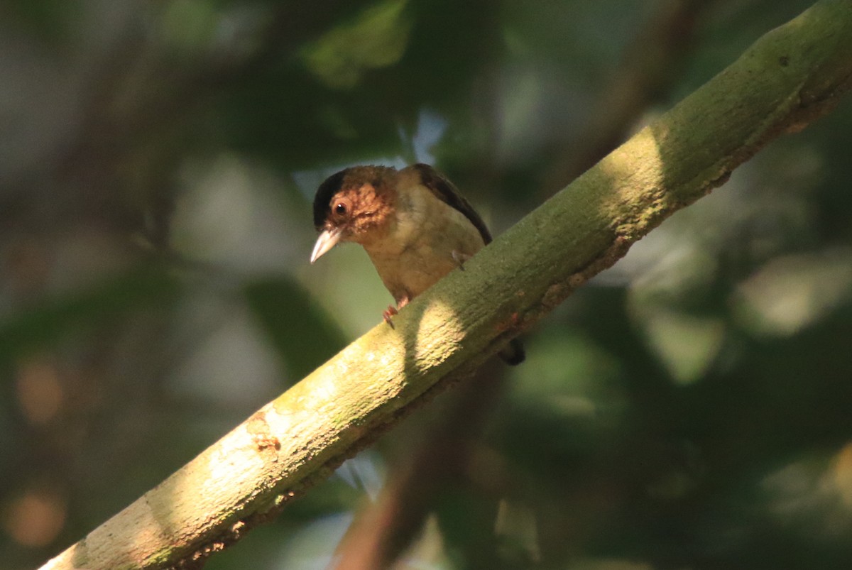 Rusty-necked Piculet - ML114956661
