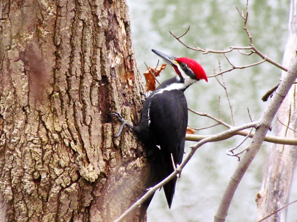 Pileated Woodpecker - Fred Kachmarik