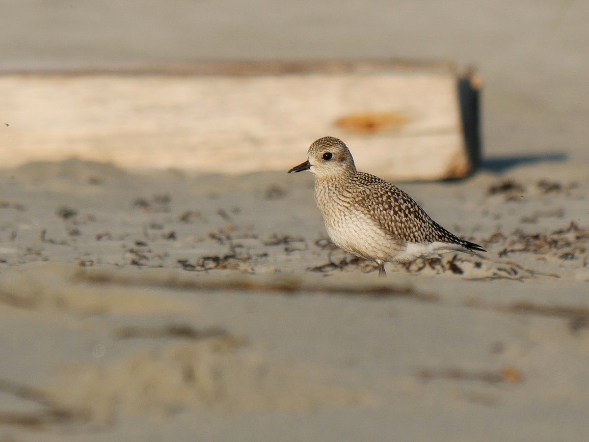 Black-bellied Plover - Rob Edsall