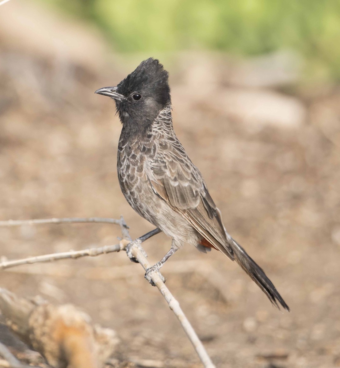 Red-vented Bulbul - ML114960251