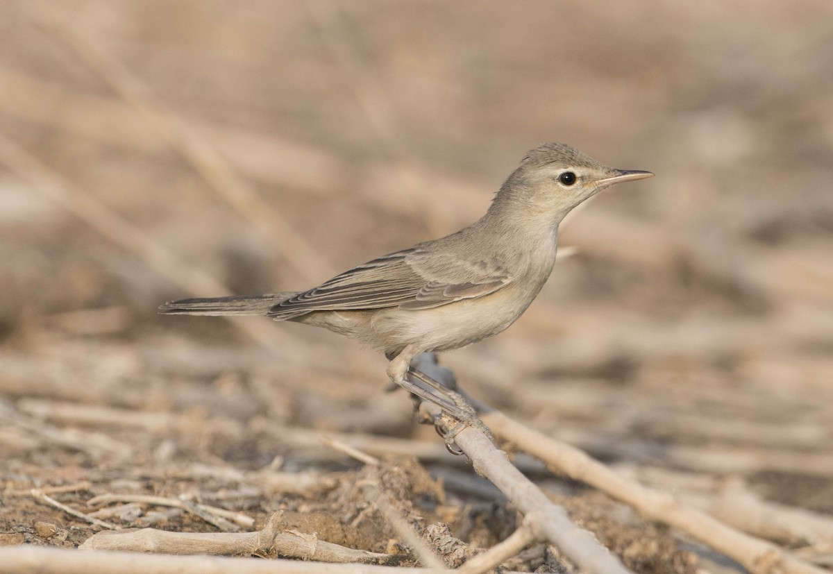 Eastern Olivaceous Warbler - Huw Roberts