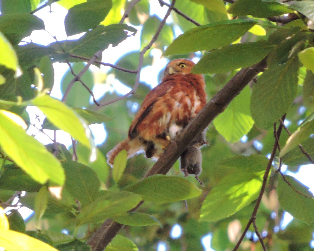 Costa Rican Pygmy-Owl - ML114961781