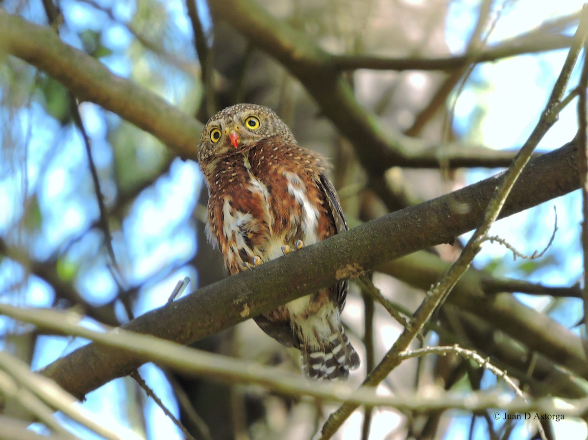 Costa Rican Pygmy-Owl - ML114961821