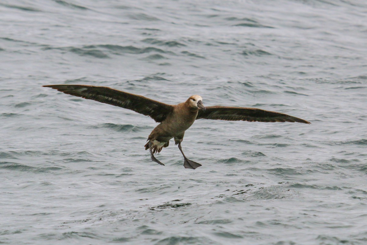 Albatros à pieds noirs - ML114966711