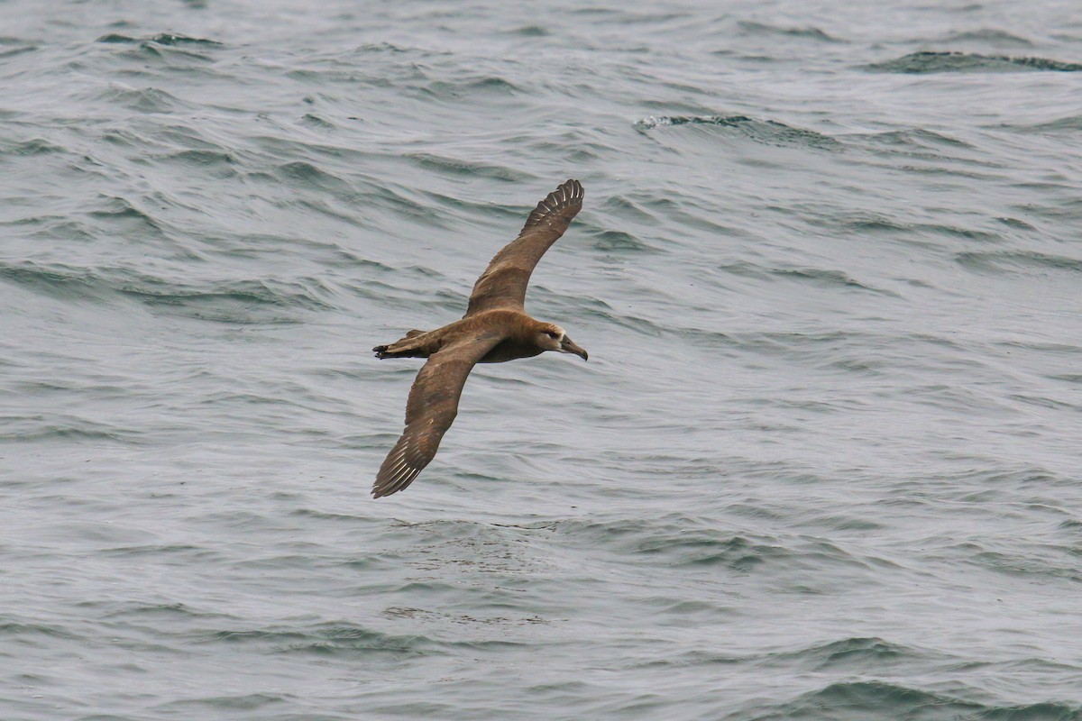 Albatros à pieds noirs - ML114966761