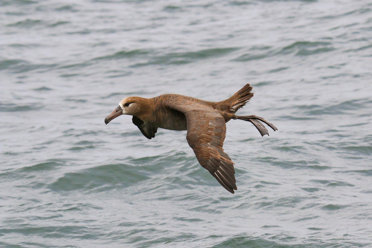 Black-footed Albatross - Tommy Pedersen