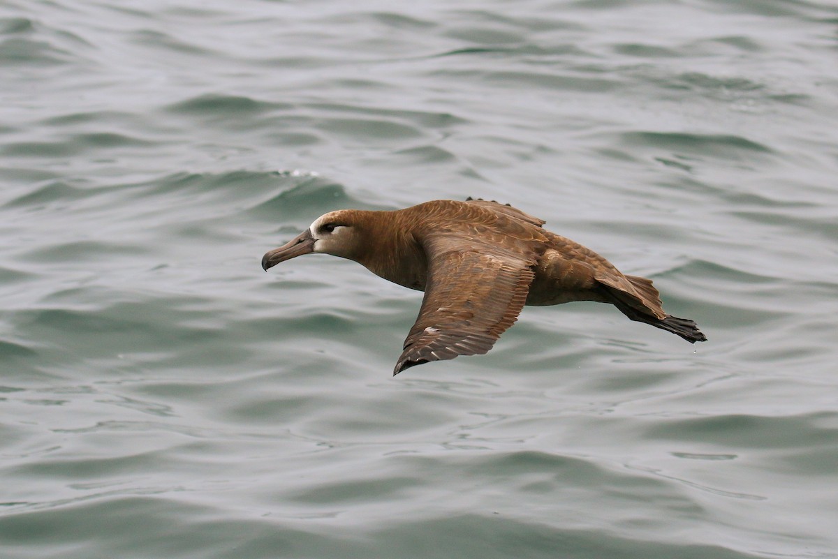 Albatros à pieds noirs - ML114966911