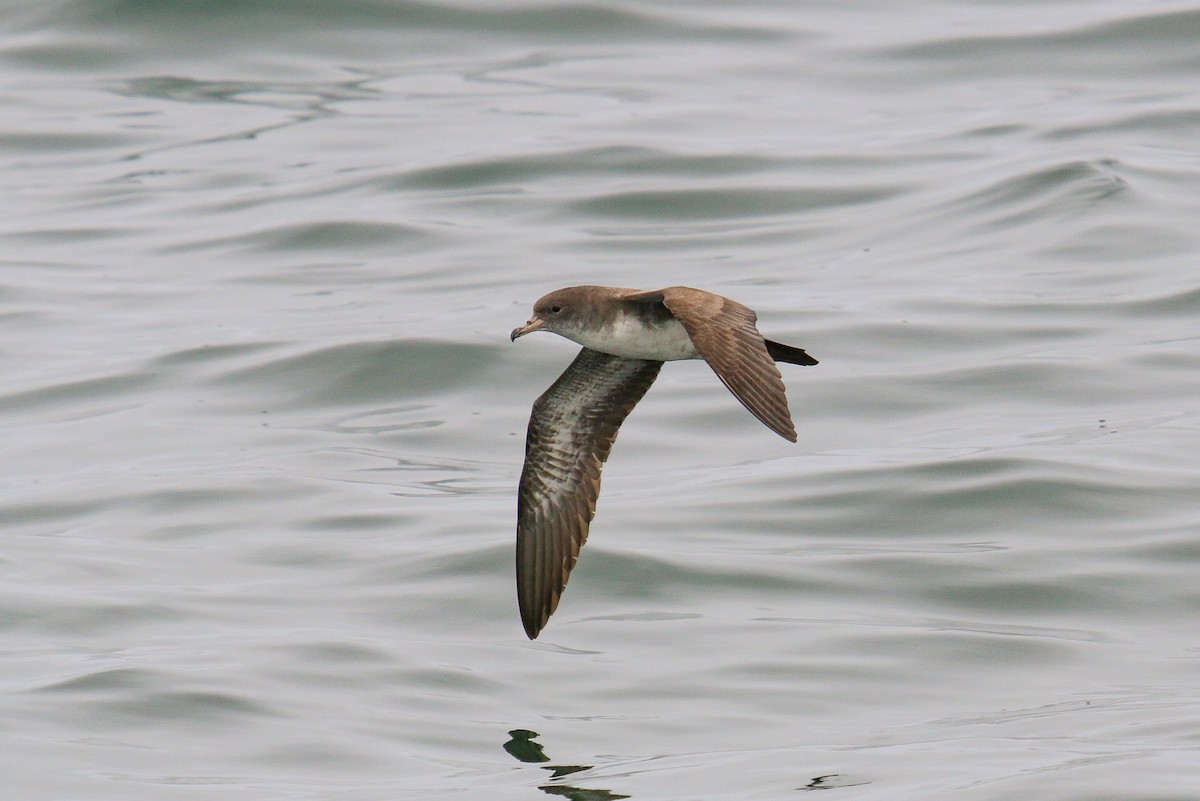 Pink-footed Shearwater - ML114967021