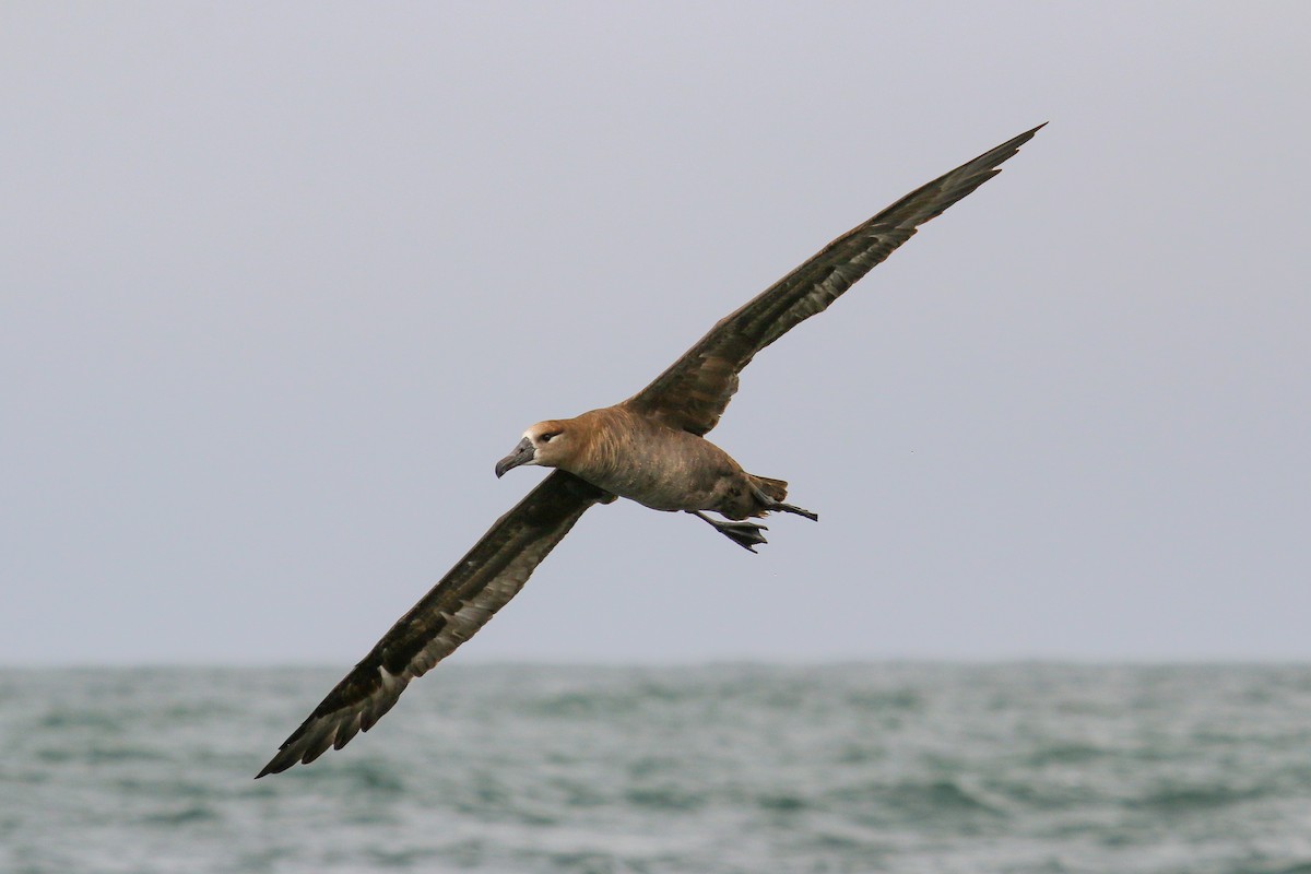 Albatros à pieds noirs - ML114967041
