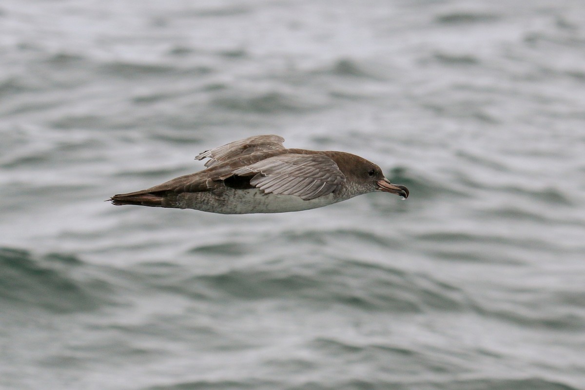 Pink-footed Shearwater - ML114967071
