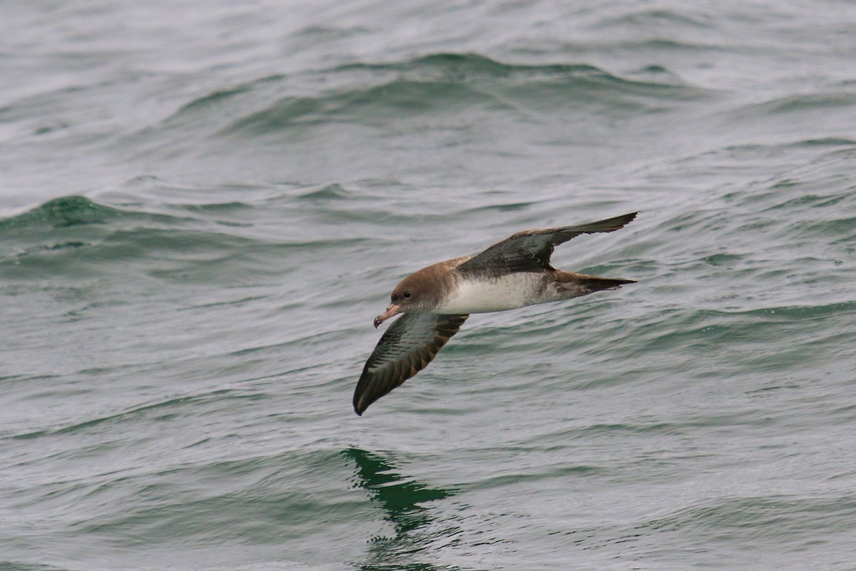 Pink-footed Shearwater - ML114967111