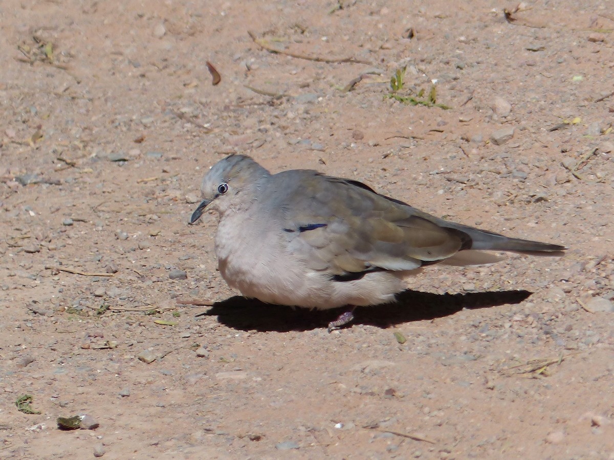 Picui Ground Dove - Stéphane  Thomin