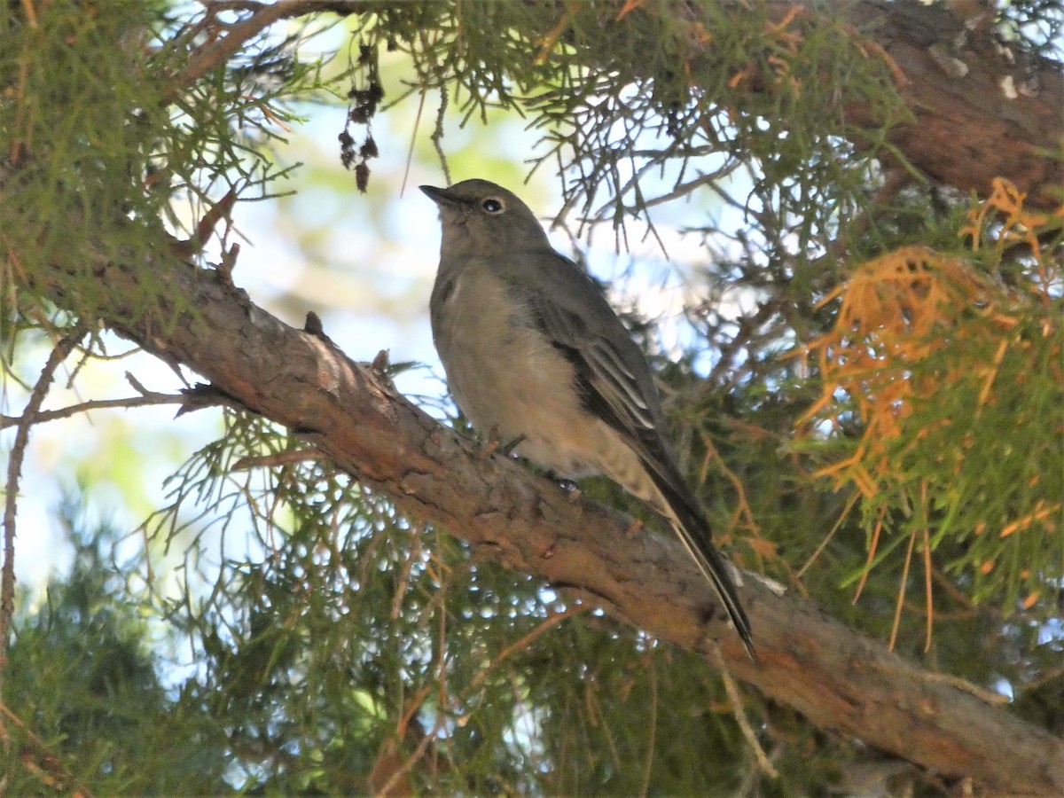Townsend's Solitaire - ML114973051