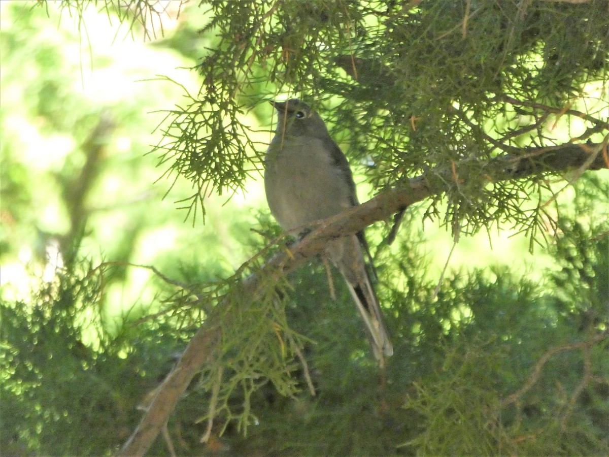 Townsend's Solitaire - ML114973321