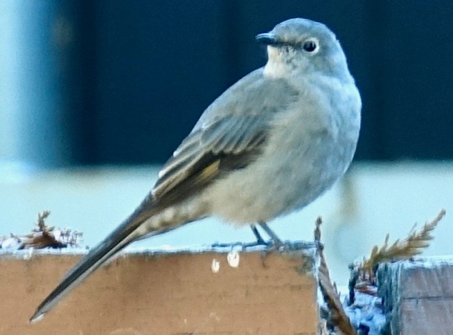 Townsend's Solitaire - ML114975331