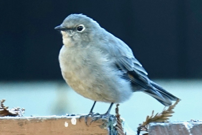 Townsend's Solitaire - Bob Bolles