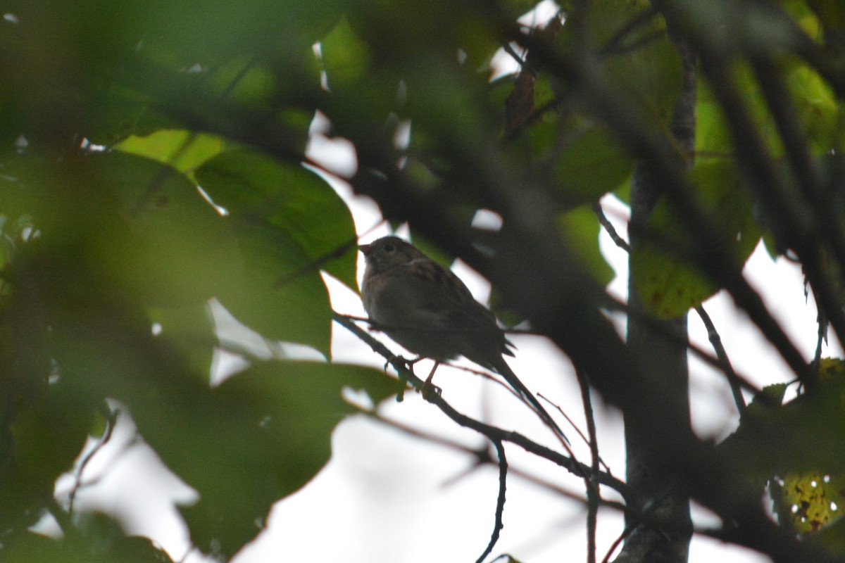 Field Sparrow - Rich Hanlon