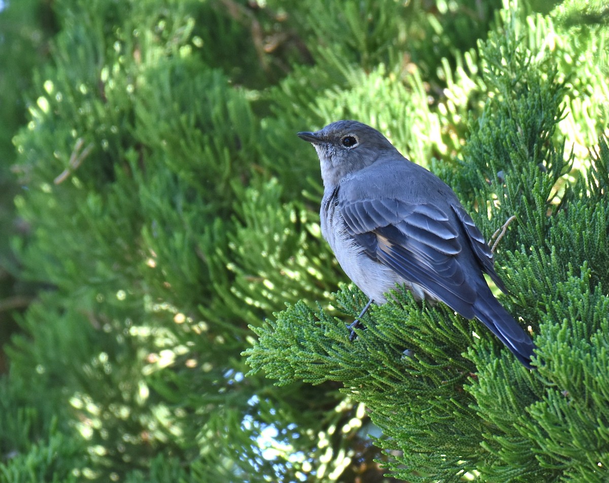 Townsend's Solitaire - ML114980501