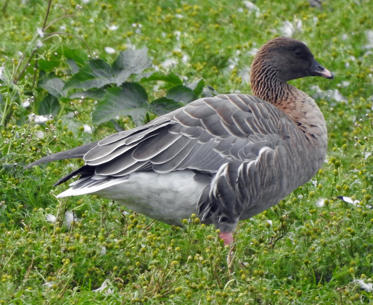 Pink-footed Goose - kas dumroese