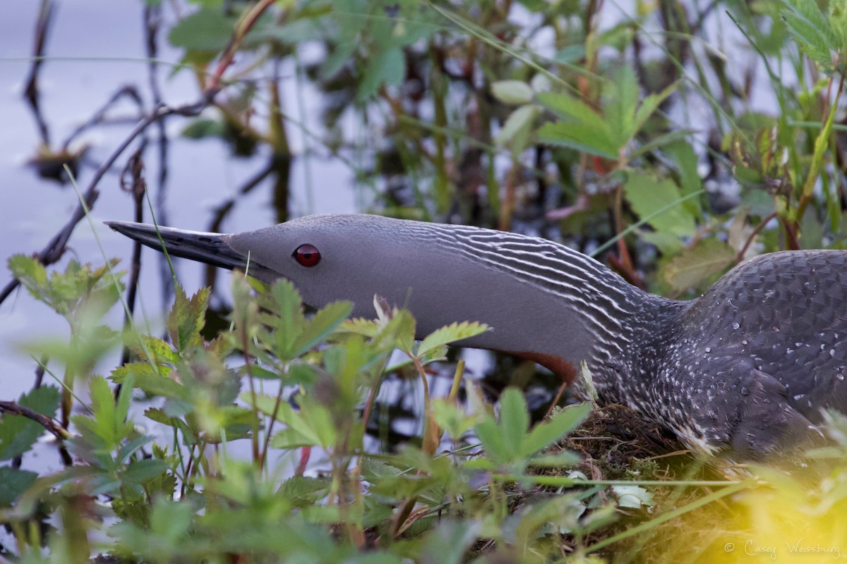 Red-throated Loon - Casey Weissburg